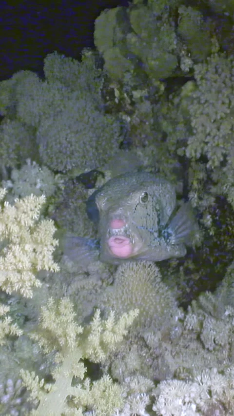 Glimpse into evening encounter with a bumphead parrotfish in the red sea Video stock 312714556