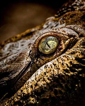 Glimpse into the Eye of a Crocodile Stock Photos