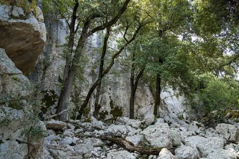A glimpse of forest in sardinia Stock Photos