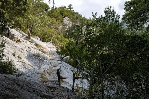 A glimpse of forest in sardinia Stock Photos