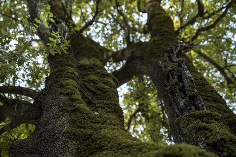 A glimpse of forest in sardinia Stock Photos