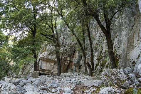 A glimpse of forest in sardinia Stock Photos