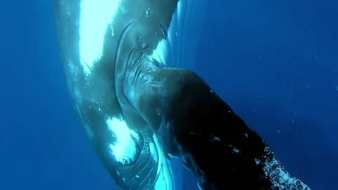 Glimpse of Humpback Whales Gracefully Gliding in the Pacific Ocean Stock Footage 321016048