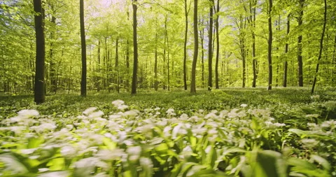 Glimpse of Inside of Forest Surrounded by Lush Green Scenery on a Sunny Day Stock Footage 134081248