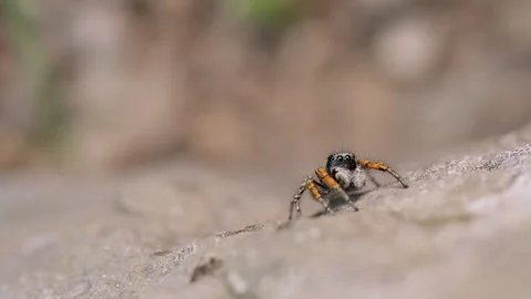 A Glimpse of the Intricate World of a Spider on a Weathered Rock Stock-Footage 256244653