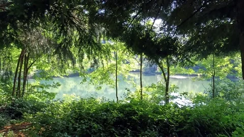 Glimpse of the Lake Hidden in the Alpine Forest Video stock 337236799