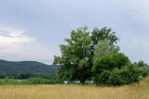 Glimpse of the lake through the thick vegetation Stock Photos