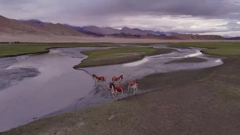 A glimpse of the last wild terrain—wild asses and endless mountains in Ladakh. 動画素材 310899979