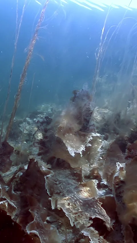 A Glimpse of Life Under the Ice Stock Footage 319690332