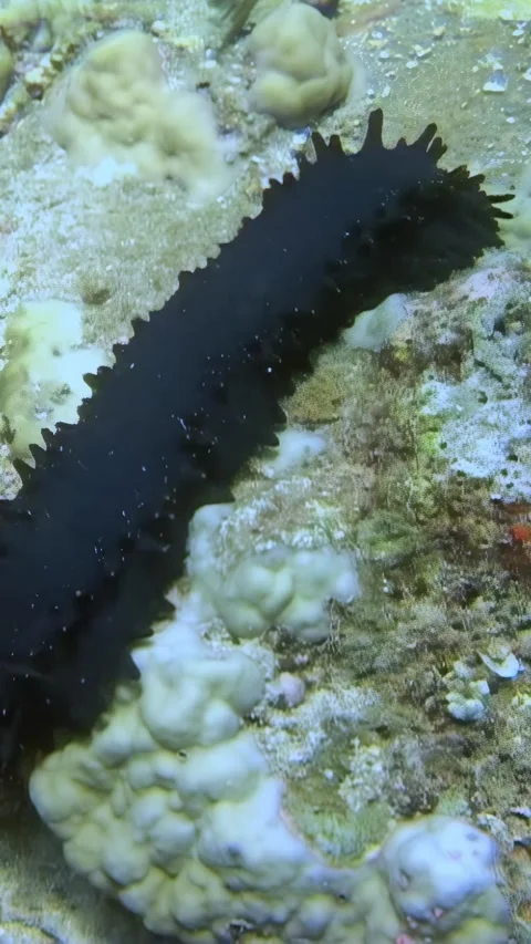 Glimpse into marine life 스톡 동영상 314213071