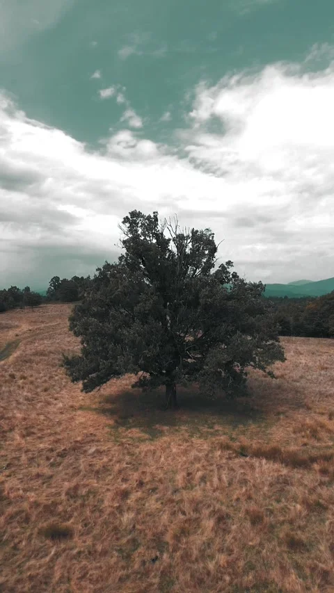 A Glimpse of Mountains in the Breeze Stock Footage 251653022