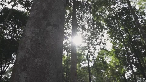 Glimpse of the Rainforest Vídeos de archivo 305879997
