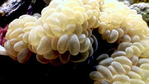 Glimpse into the red sea s underwater wonder of coral colonies 스톡 동영상 315744015