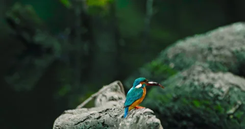 A Glimpse into the Rich Avian Tapestry of Indian Bird Life Stock Footage 262135053