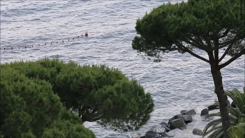 Glimpse of the sea between the pines Stock-Footage 75928951