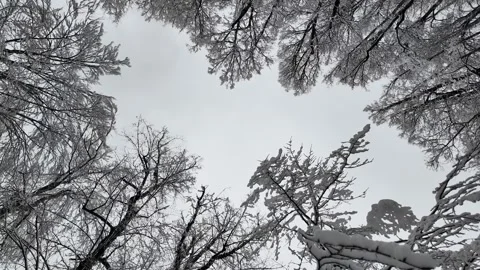 A glimpse of the sky between snow-covered trees. Stock Footage 312874455