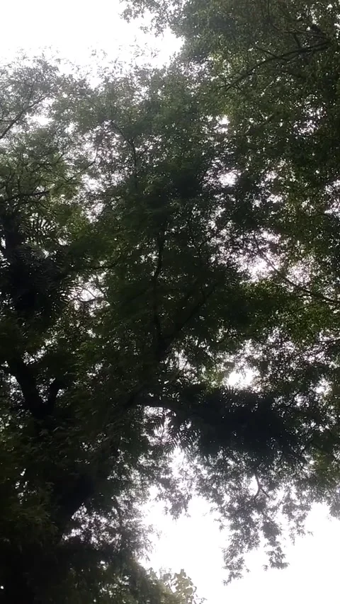 Glimpse of the Sky Through the Canopy" Stock Footage 329242419