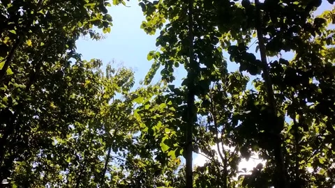Glimpse of Sky Through the Canopy Stock Footage 330586497