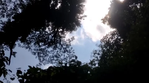 Glimpse of the Sky Through the Canopy Stockbeeldmateriaal 332916834