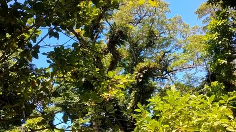 A glimpse of the sky through the tree canopy 動画素材 330585730