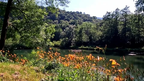 Glimpse of a Small Alpine Lake with Orange Flowers on the Shores Vídeo Stock 338397691