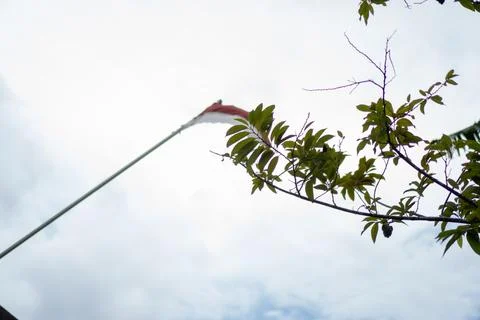A glimpse of a soursop tree from a low perspective facing the sky Stock Photos