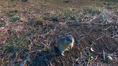 Glimpse of Spring: The Curious Ground Squirrel Stock Footage 262459151