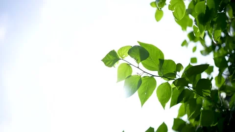 A Glimpse of the Sun Through Green Veils Stock Footage 315285317