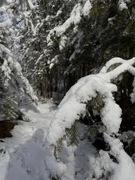 A Glimpse of Sunlight Through Snow-Laden Branches Stock Photos