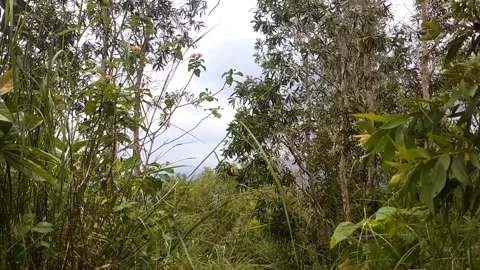 A Glimpse Through the Green Canopy Stock Footage 329417644