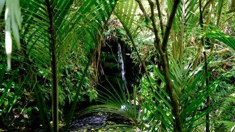 Glimpse tiny waterfall trickling freshwater stream in forest environment Video stock 322193940