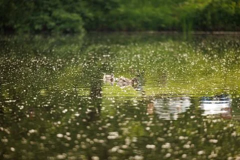 A Glimpse of Tranquility: Ducks in a Summer Pond Stock Photos