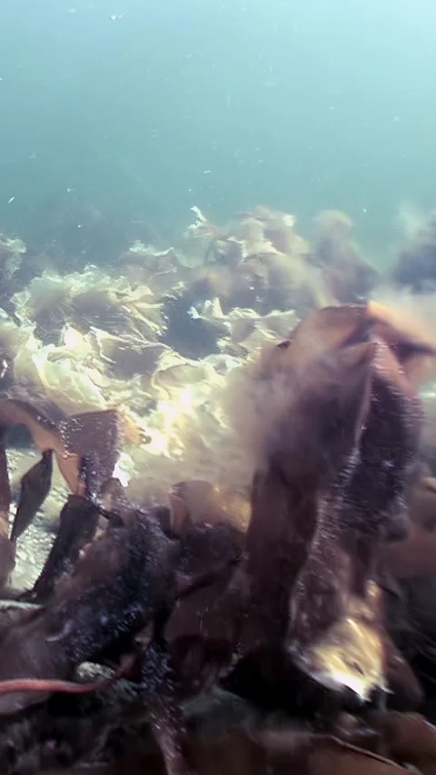 Glimpse of Underwater Kelp Forest in Arctic Ocean 스톡 동영상 328906010
