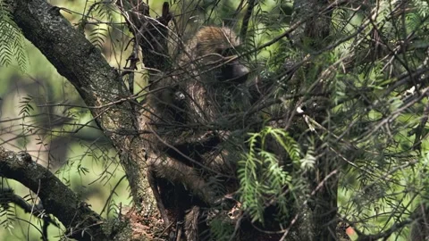Glimpse of a Wild Baboon Hidden Within Verdant Branches Lake Nakuru, Kenya Vídeos de archivo 344605757