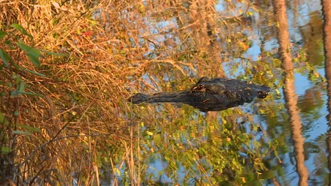 A Glimpse of Wild Okefenokee Stock Footage 343746672