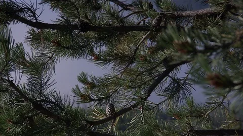 Glimpse of Yellowstone Park Hills Through Pine Branches Stock Footage 86755830