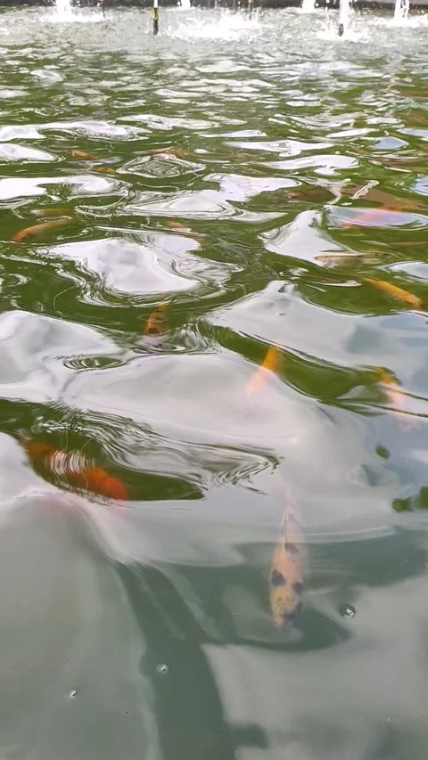 Glimpses of Koi: Vibrant Fish in Reflective Pond Waters Stock Footage 311446829