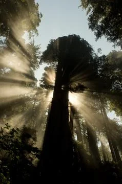 Glimpses of light through the millennium tree Stock Photos