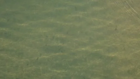 The glint of sunlight and small fish at the bottom of the river Stock Footage 321798595