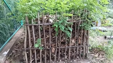 Gliricidia Sepium Green Compost Bin Sri Lanka 動画素材 338422722