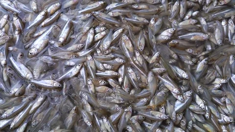 A glistening bounty of small silver fish freshly caught Stock Footage 324606884