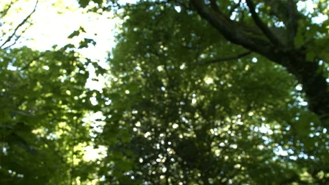 Glistening light through trees in 4k part 2 of 2 Stock Footage 146437475