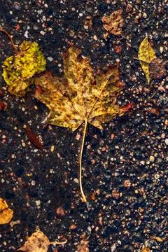 Glistening maple leaf lying on damp pavement with yellow veins and weathered Stock Photos