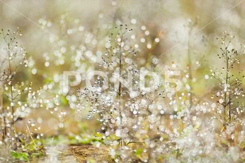 Glistening morning dew in grass in spring season. Stock Photos