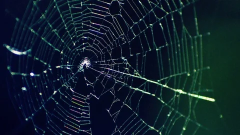 Glistening Spider Web Stock Footage 75970294