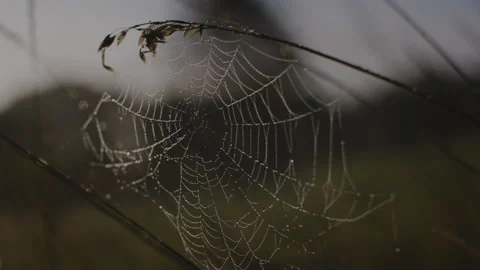 Glistening Spiderweb in the Wind Stock Footage 262576515