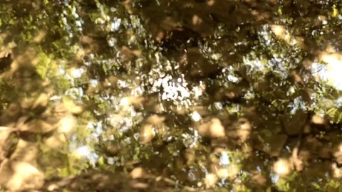 A glistening stream. Stock-Footage 94854749