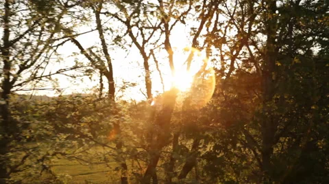 Glistening sun through trees Stock Footage 52449976