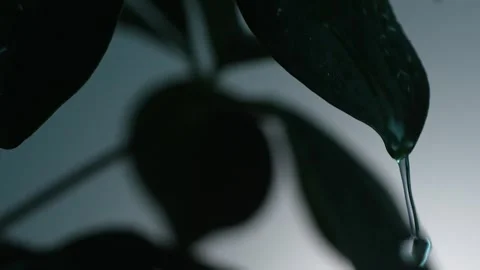 Glistening Water Drop on Leaf Tip, Shadowed Foliage Silhouette. Stock Footage 273562924