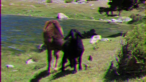 Glitch effect. Animals edyat grass Stock Footage 106440229